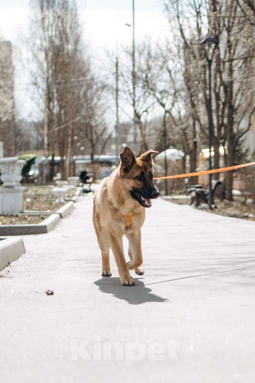 Собаки в Москве: Микки ищет дом Мальчик, Бесплатно - фото 6