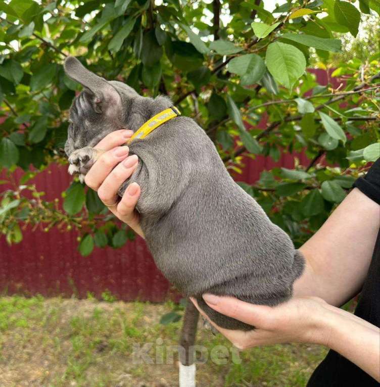 Собаки в Ростове-на-Дону: Продаётся очаровательная девочка французского бульдога! Девочка, 105 000 руб. - фото 3