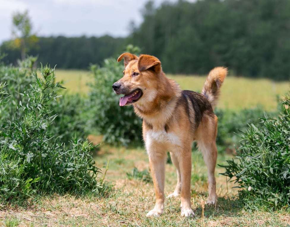 Собаки в Раменском: Тайгер Ищет дом Мальчик, Бесплатно - фото 3