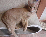 Кошки в Москве: Рыженький Руди - лучший тренер по фитнесу Мальчик, Бесплатно - фото 6