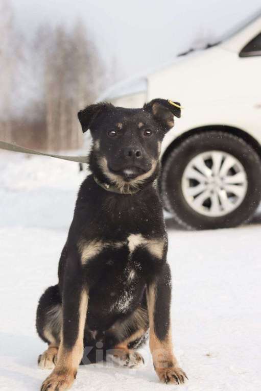 Собаки в Новосибирске: Собака щенок Мальчик, 100 руб. - фото 2