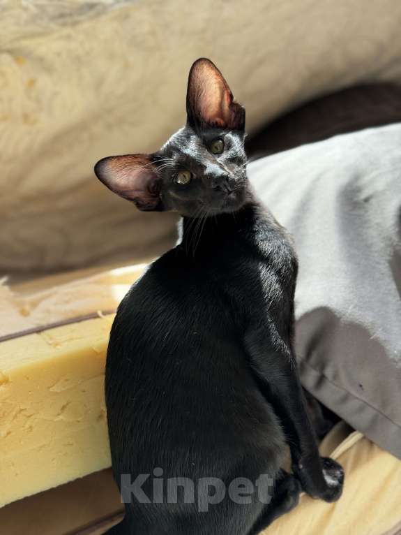 Кошки в Москве: Ориентальный мальчик Мальчик, Бесплатно - фото 3