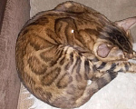 Кошки в Дзержинском: вязка бенгальский кот, 5 000 руб. - фото 3