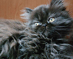 Кошки в Оленегорске: Персидские котики, 10 000 руб. - фото 4