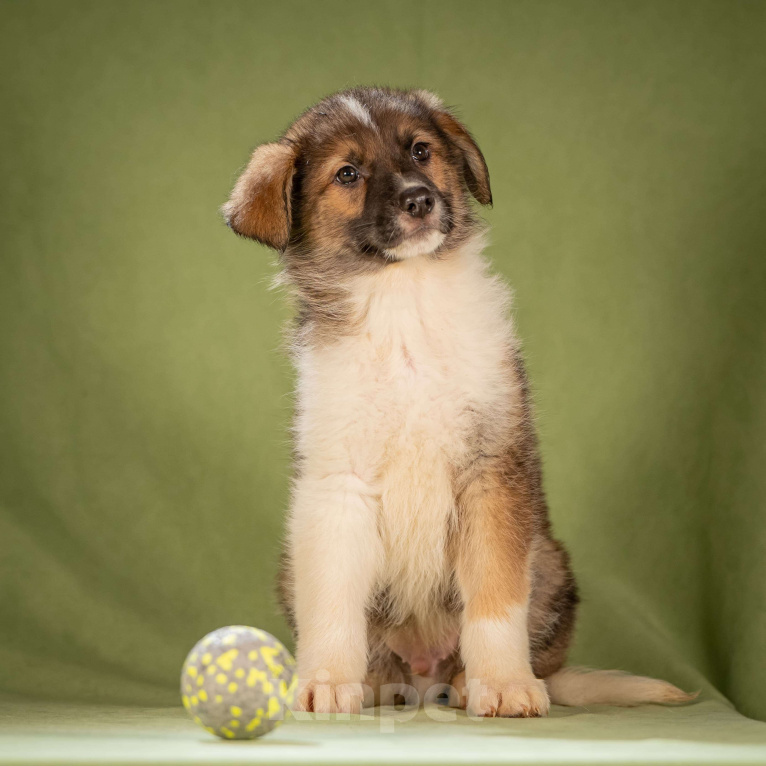 Собаки в Клине: Арахис - статный симпатяга Мальчик, Бесплатно - фото 2