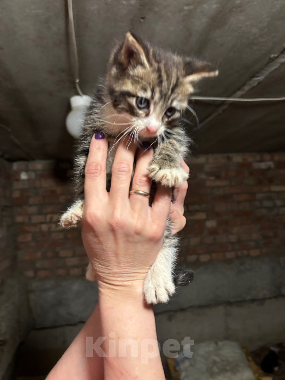 Кошки в Санкт-Петербурге: Котенок в добрые руки Мальчик, Бесплатно - фото 4