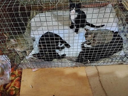 Отдам котят в добрые руки
