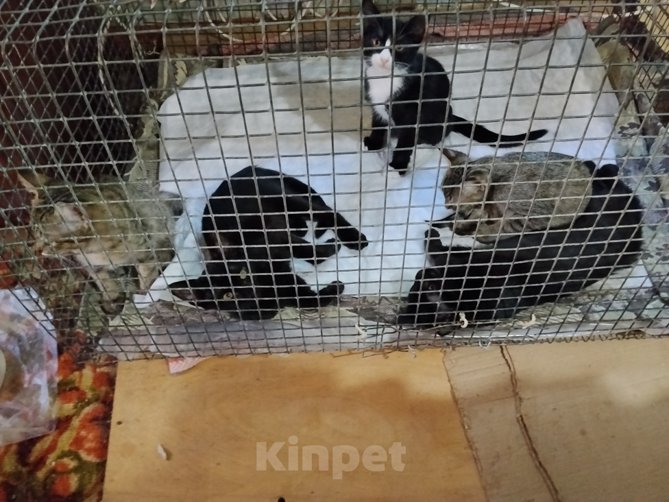 Кошки в других городах Ставропольского края: Отдам котят в добрые руки Мальчик, Бесплатно - фото 1