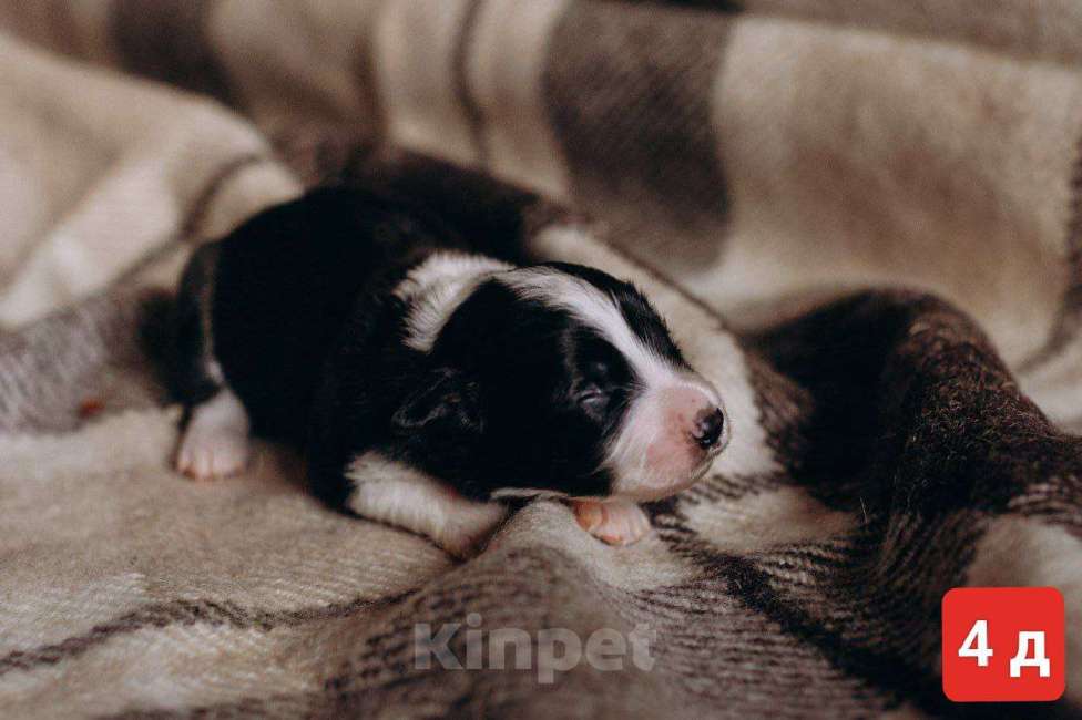 Собаки в Красноярске: Продам щенка Бордер Колли Девочка, 110 000 руб. - фото 1