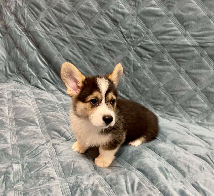 Собаки в других городах Московской области: Мальчик 4 Мальчик, 50 000 руб. - фото 5