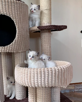 Рэгдолл девочки