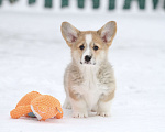 Собаки в Москве: Вельш корги пемброк Девочка, 60 000 руб. - фото 1