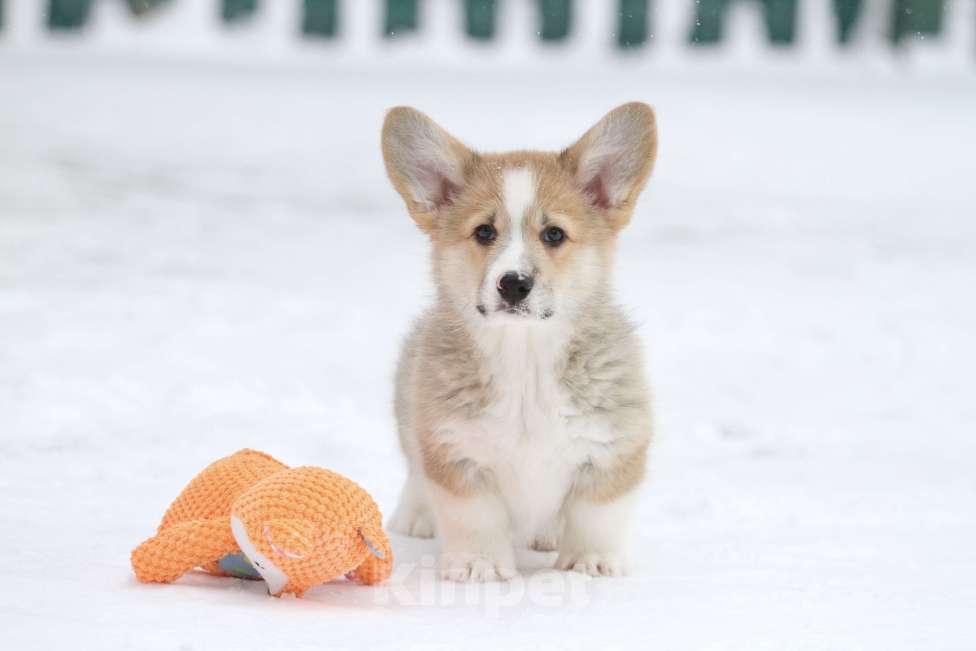 Собаки в Москве: Вельш корги пемброк Девочка, 60 000 руб. - фото 1