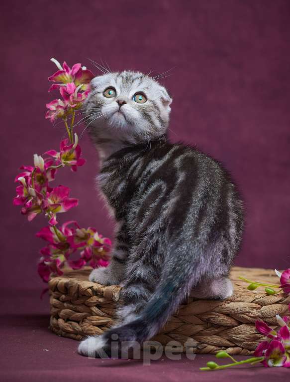 Кошки в Барнауле: Котик-фолд Тимоти🤎 Мальчик, Бесплатно - фото 8