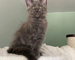 Кошки в Ростове-на-Дону: Котенок мейн кун Девочка, 35 000 руб. - фото 2