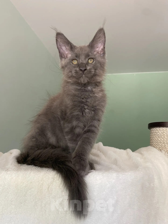 Кошки в Ростове-на-Дону: Котенок мейн кун Девочка, 35 000 руб. - фото 2