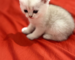 Кошки в Казани: котята шотландские вислоухие Мальчик, Бесплатно - фото 8