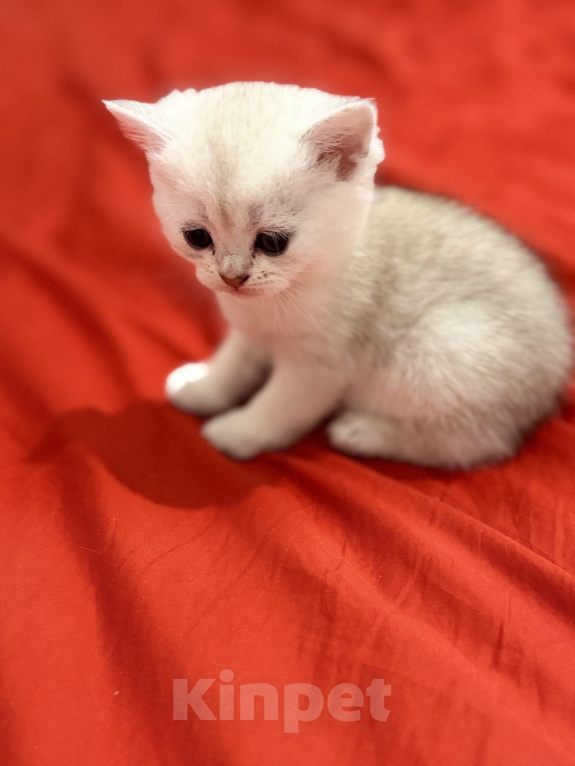 Кошки в Казани: котята шотландские вислоухие Мальчик, Бесплатно - фото 8