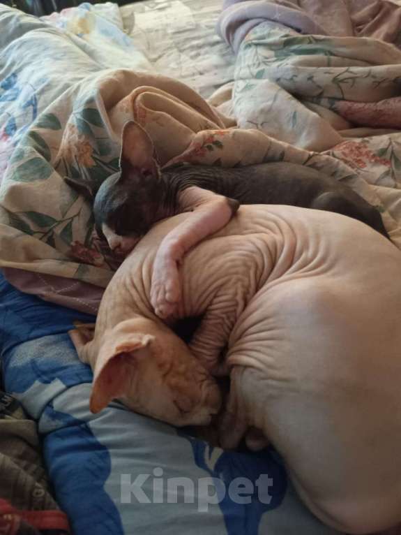 Кошки в Славянске-На-Кубани: Продаю Девочка, Бесплатно - фото 4