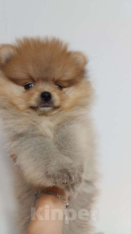 Собаки в Сочи: Померанский(немецкий) шпиц мини Мальчик, Бесплатно - фото 4