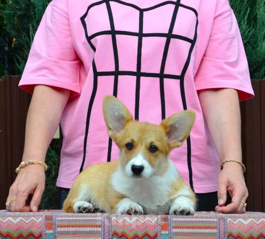 Собаки в Липецке: Липстар Алисия Лилу Девочка, Бесплатно - фото 3