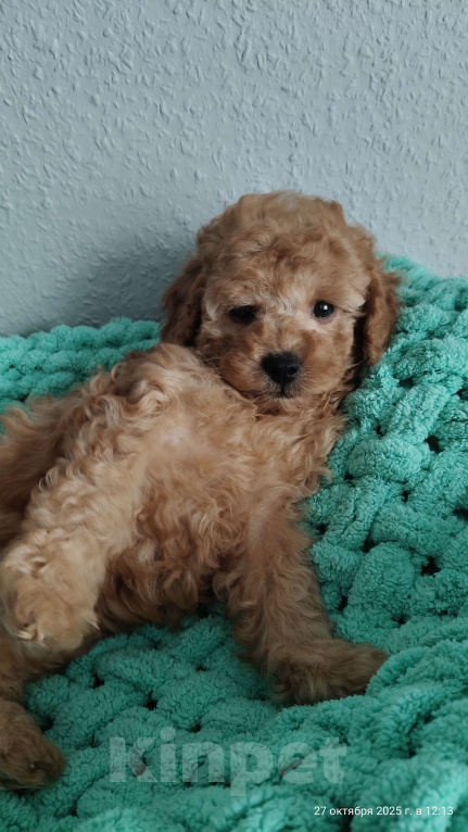 Собаки в Мытищах: Миниатюрный пудель Абель Девочка, 150 000 руб. - фото 3