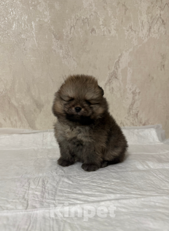 Собаки в Москве: Мальчик соболь Мальчик, 30 000 руб. - фото 1