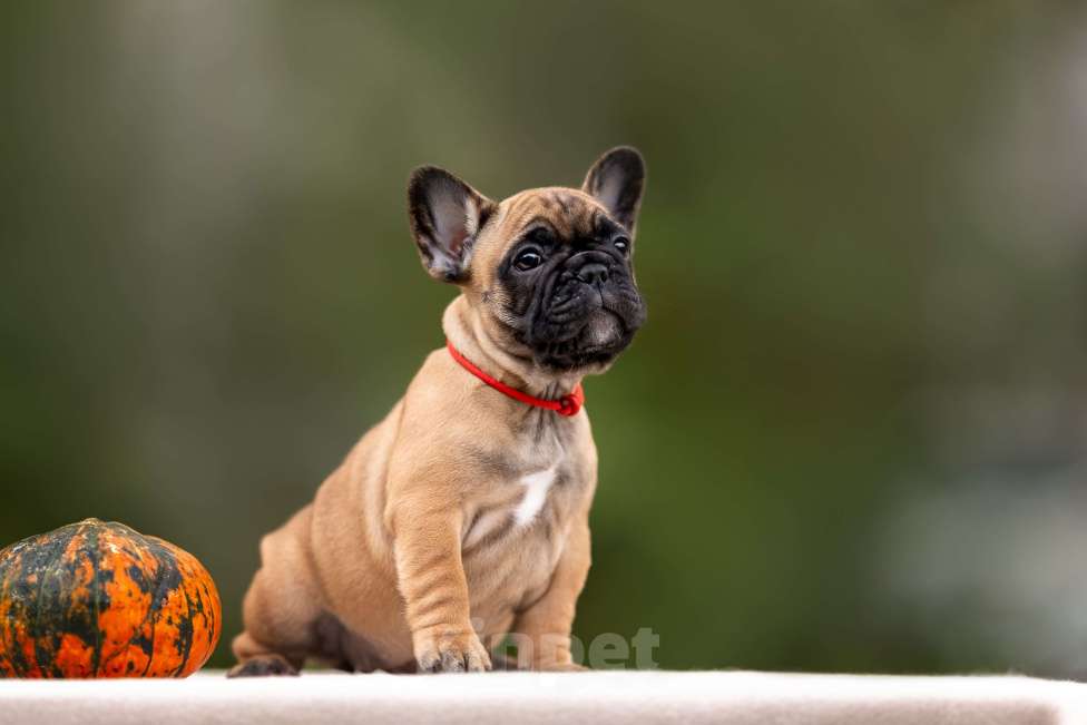 Собаки в Москве: Щенок французского бульдога Девочка, Бесплатно - фото 1