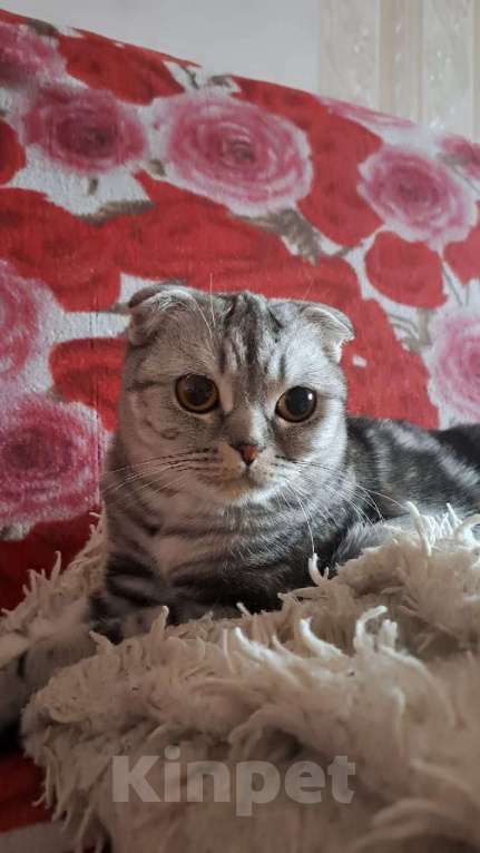 Кошки в Тюмени: Кошечка Девочка, 2 000 руб. - фото 2