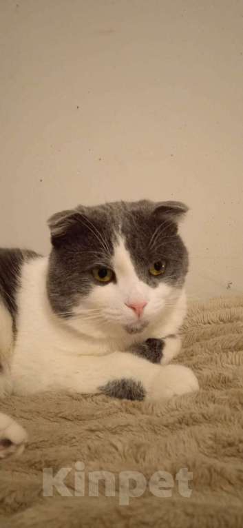 Кошки в Люберцах: Ищет дом скромный котик Батон Мальчик, Бесплатно - фото 6