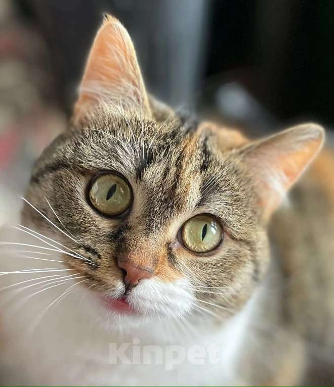 Кошки в Москве: Габи кошечка в добрые руки Девочка, Бесплатно - фото 3