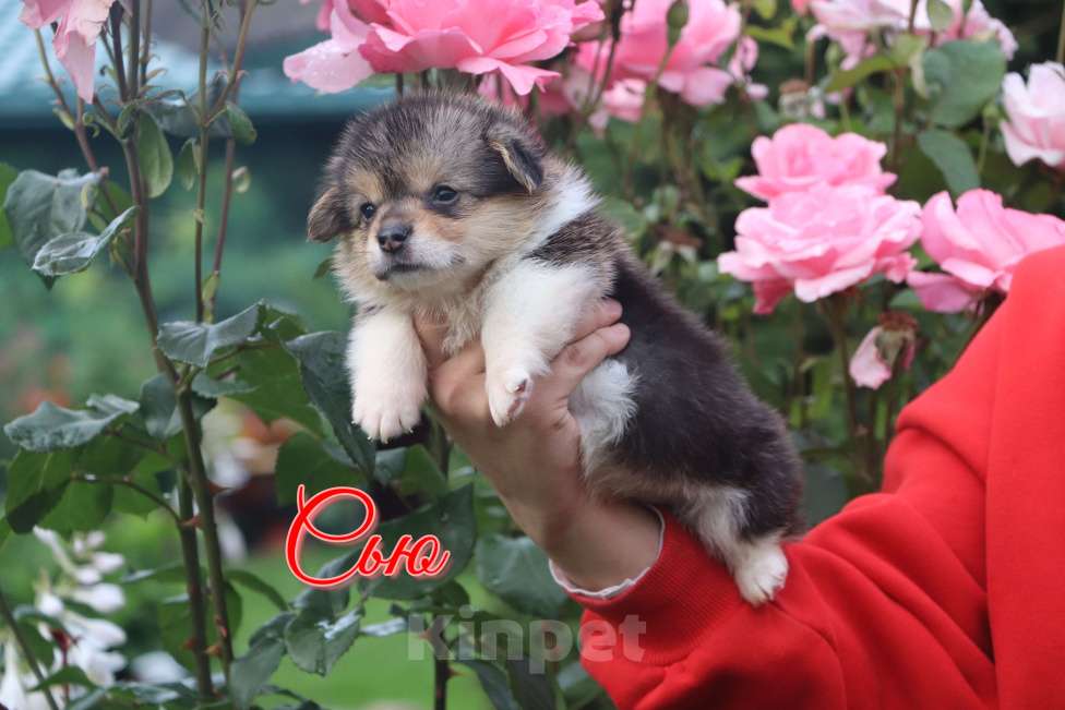 Собаки в Москве: Вельш Корги Пемброк  девочка Сью Девочка, 50 000 руб. - фото 8