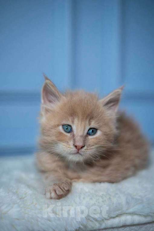 Кошки в Санкт-Петербурге: Продаем Котят породы Мейн-Кун Девочка, 30 000 руб. - фото 6