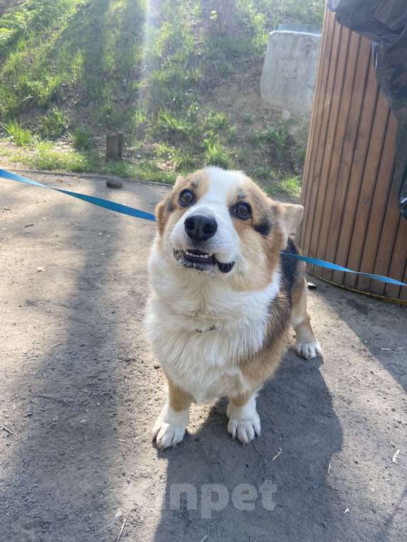 Собаки в Москве: Шелби ищет новый дом Мальчик, Бесплатно - фото 3