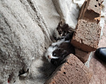 Кошки в Протвино: Котята ищут дом Девочка, Бесплатно - фото 2