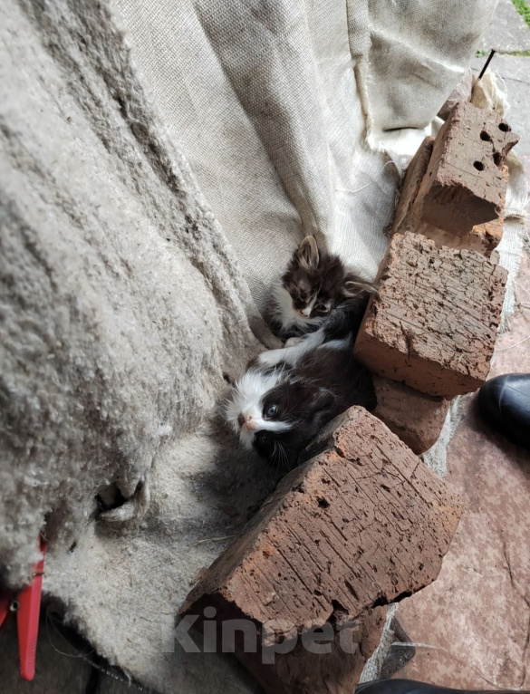 Кошки в Протвино: Котята ищут дом Девочка, Бесплатно - фото 2