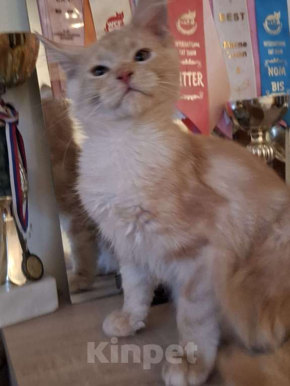 Кошки в Москве: Рыжая красавица. Девочка, 20 000 руб. - фото 3