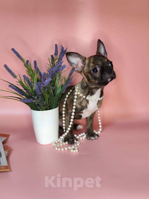 Собаки в Красногорске: Мальчик чихуахуа бейби фейс Мальчик, 20 000 руб. - фото 5