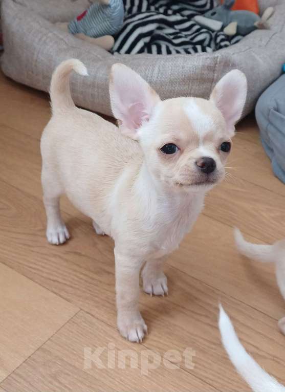 Собаки в Санкт-Петербурге: Малыши чихуахуа Мальчик, 30 000 руб. - фото 2