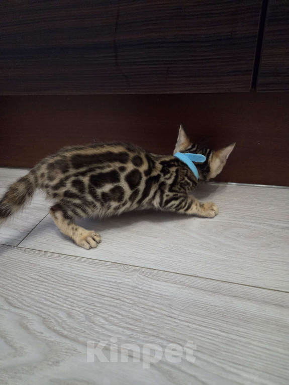 Кошки в Красногорске: Бенгалята Мальчик, 35 000 руб. - фото 2