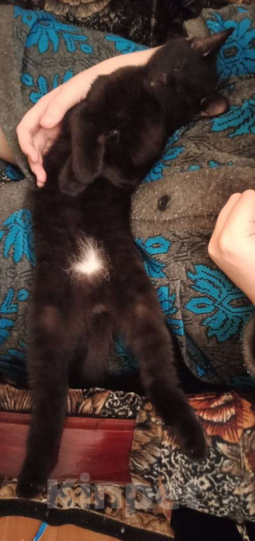 Кошки в Тамбове: Отдам котенка в добрые руки  Мальчик, Бесплатно - фото 3