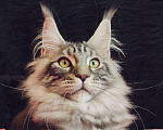 Кошки в Казани: Котик Арон Мальчик, Бесплатно - фото 3