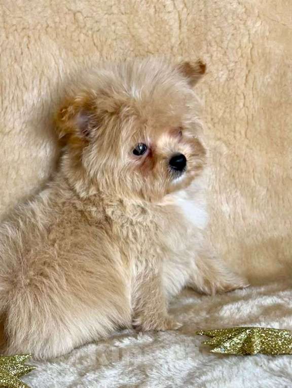 Собаки в Москве: Помапу мальчишка Мальчик, 45 000 руб. - фото 2