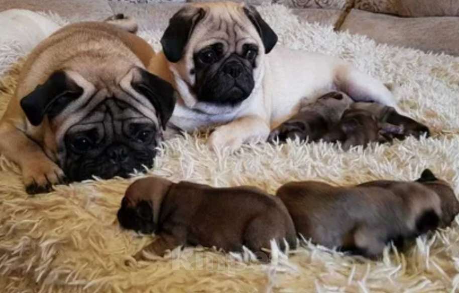 Собаки в других городах Краснодарского края: Продам Мальчик, 20 000 руб. - фото 3