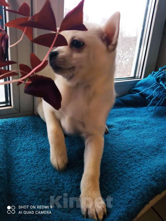 Собаки в других городах Московской области: Тэбу  Мальчик, 12 000 руб. - фото 3