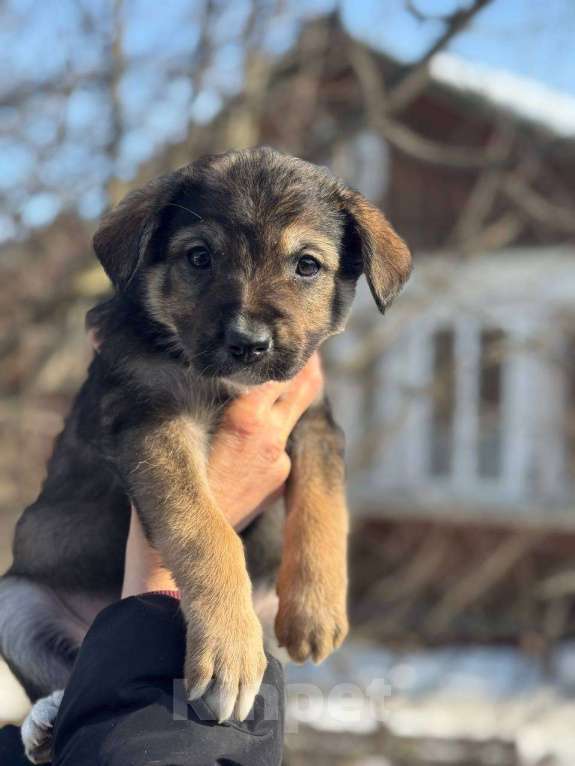 Собаки в Королеве: Щенки метисы овчарки Девочка, Бесплатно - фото 4
