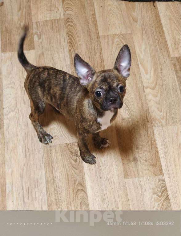 Собаки в Москве: Мальчик чихуахуа бейби фейс Мальчик, 20 000 руб. - фото 3