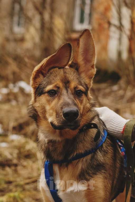 Собаки в Санкт-Петербурге: Гера из приюта в добрые руки Девочка, Бесплатно - фото 2