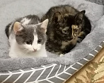 Кошки в других городах Марий Эл: Котята в добрые руки Девочка, Бесплатно - фото 1