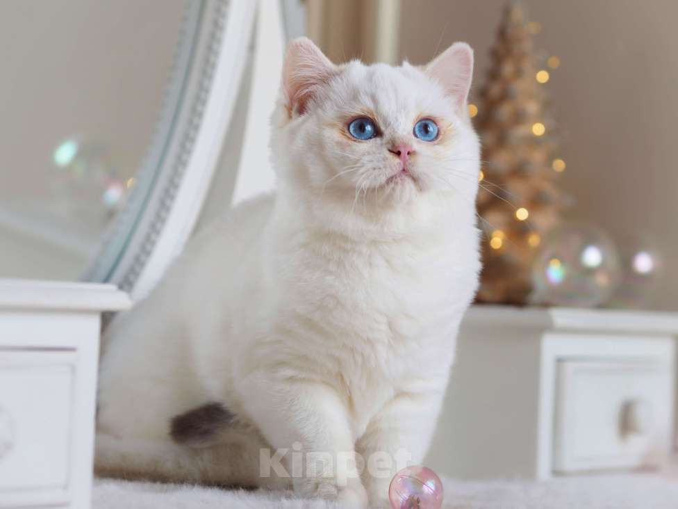 Кошки в Москве: Британский мальчик Фан-Фан Мальчик, 120 000 руб. - фото 6